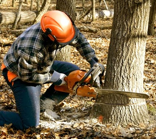 Tree Removal in Sparks, OK